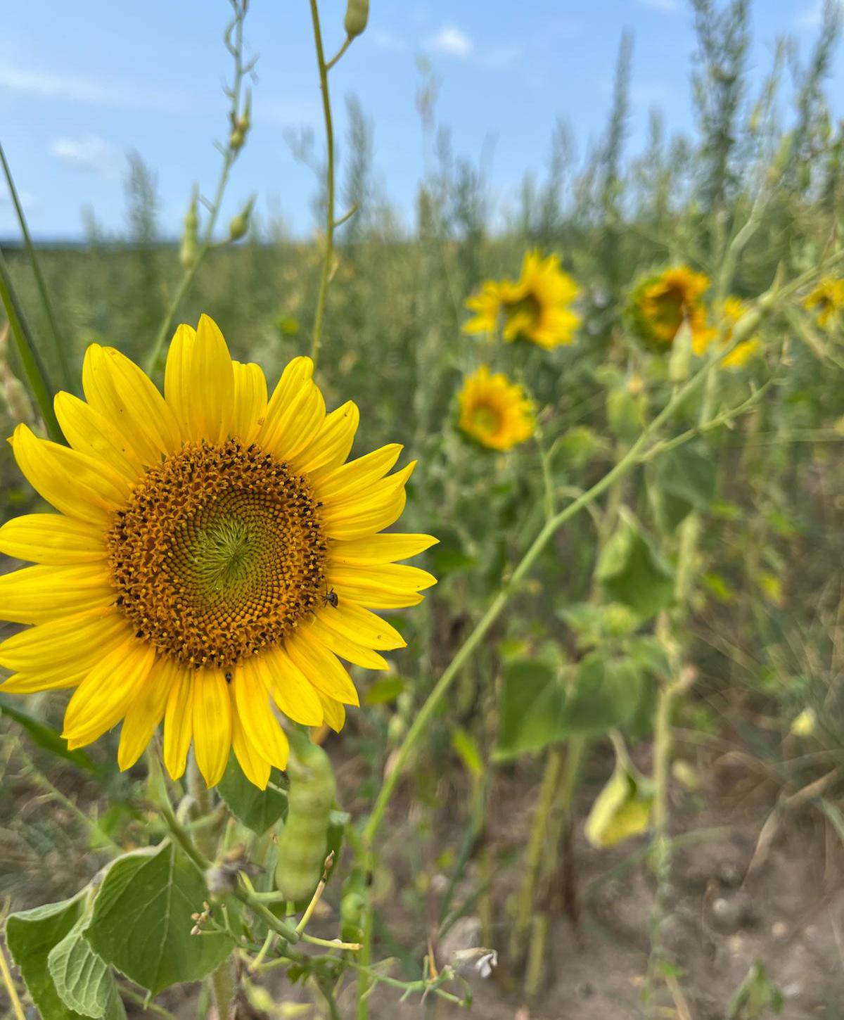 A closeup of a sunflower in bloom, with more sunflowers blooming in the background.